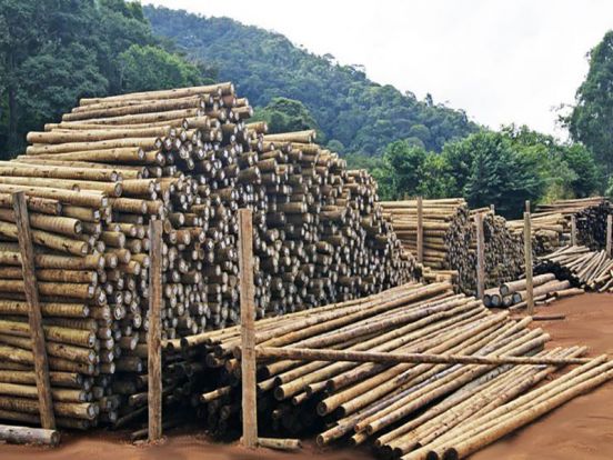 Algumas dúvidas sobre o eucalipto tratado