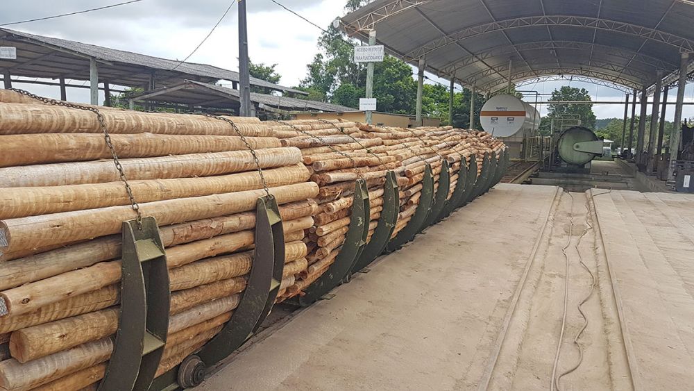 Madeira de Eucalipto Tratada.