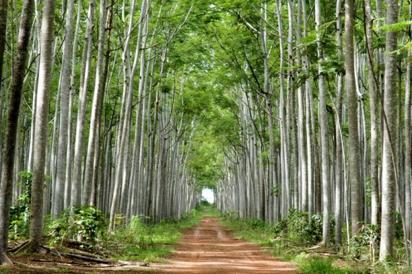 Reflorestamento. Estímulo ao plantio é urgente no Brasil
