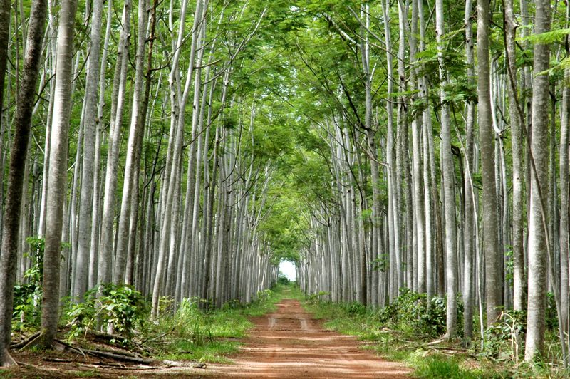 Reflorestamento. Estímulo ao plantio é urgente no Brasil